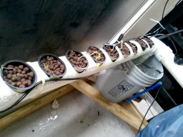 After germination, seedlings moved into the balcony hydroponic system. The mix included tomatoes, cucumbers, eggplants, Chili peppers., Lettuce., Spinach. and a few mystery seeds.