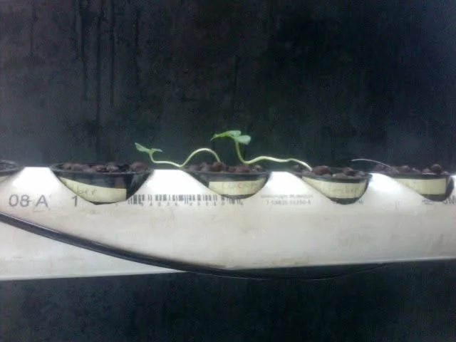 Cucumbers.