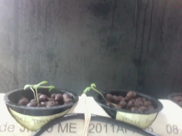 Small tomatoes.