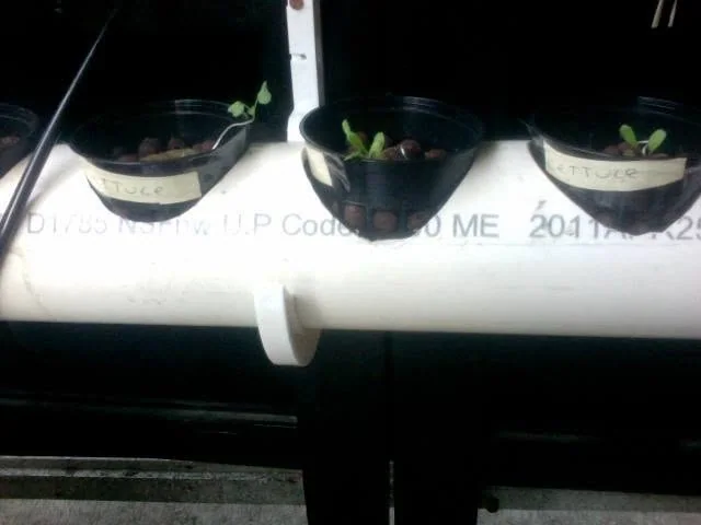 Lettuce.