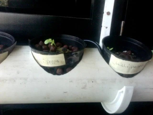 Chili peppers.