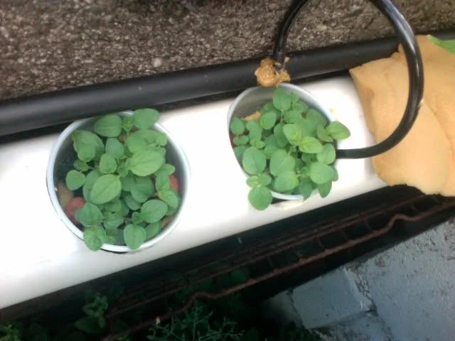 Two-week-old oregano growing in a modified plastic cup, with the bottom opened so the roots could reach the flowing water.