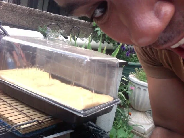 Seedlings in the hydroponics germination station