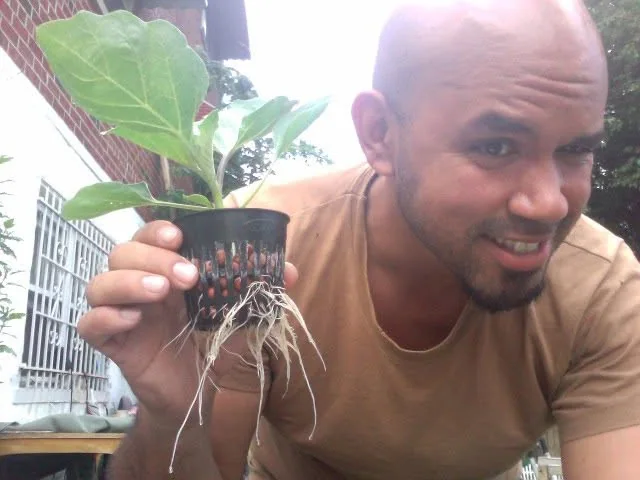 Eggplant roots spreading through the hydroponic system, with plenty of room to develop in the flowing nutrient solution.