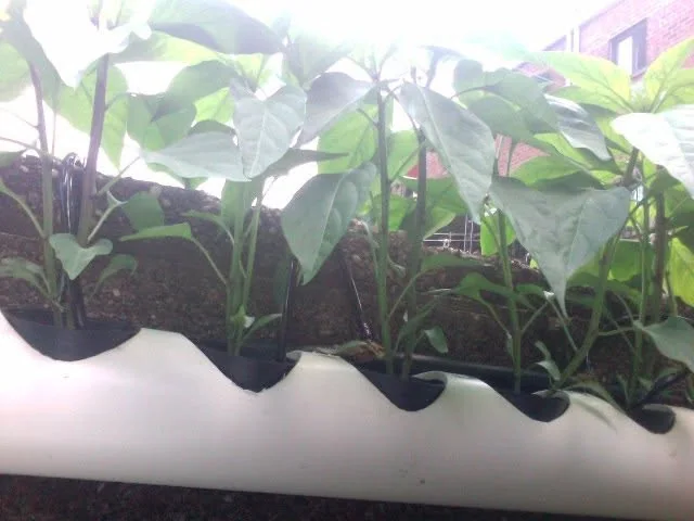 Jalapeños, three weeks from seed germination.