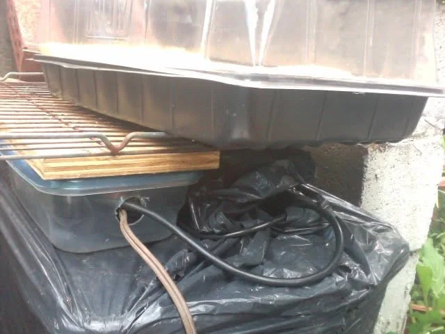 The germination station beside the reservoir. The air pump and electrical wiring stay protected from rain inside the plastic container, while a covering blocks sunlight from the clear reservoir to help limit algae growth.