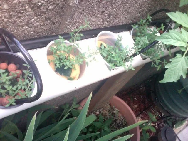 Thyme, three weeks from seed germination.