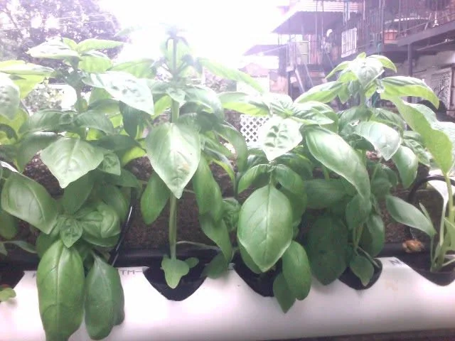 Basil, three weeks from seed germination, shown after an early harvest and trim to encourage fuller growth.