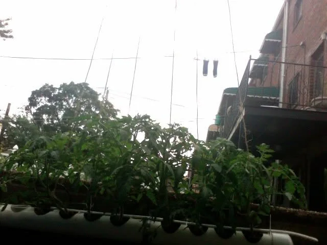 Three-week-old tomato plants needed extra support as the growth started reaching in every direction.