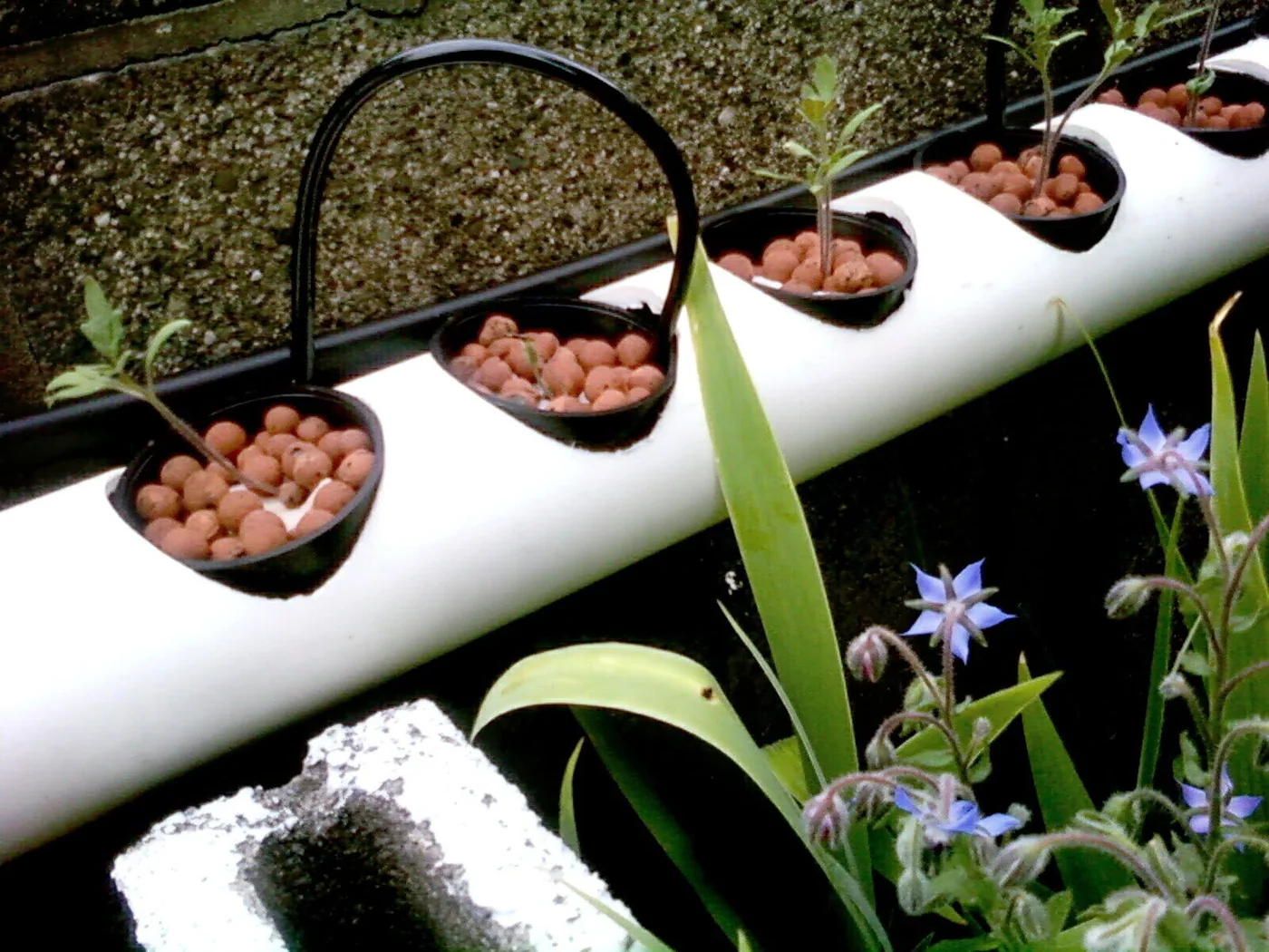 Hydroton clay pebbles used in the hydroponic system