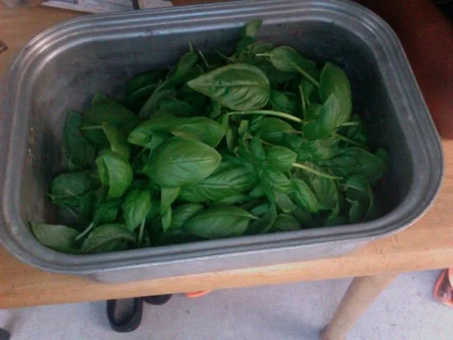 The first basil harvest, headed straight toward a batch of pesto. Grandma would have been proud.