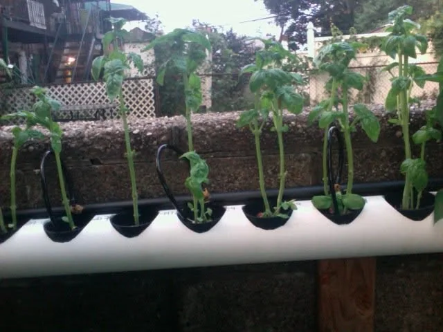 Basil after harvest and trimming. Cutting from the top encourages bushier growth, while lower or side cuts can encourage taller growth. Hydroponics left plenty of room to experiment.