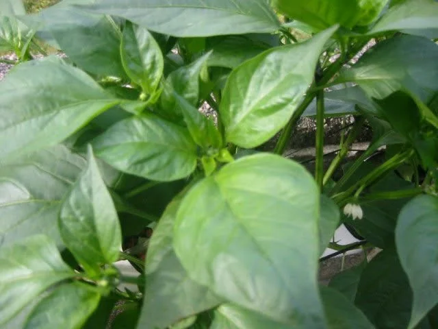 One-month-old jalapeños, already flowering.