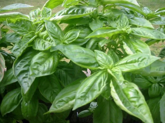 One-month-old basil, one week after harvesting and trimming, already filling back in.