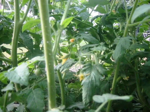 One-month-old cherry tomatoes, already flowering and producing fruit.