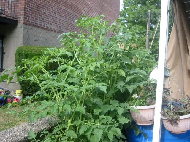 One-month-old tomato plants reaching about four feet tall.