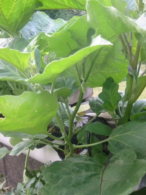 One-month-old eggplant with broad green foliage and the first blooms already appearing.