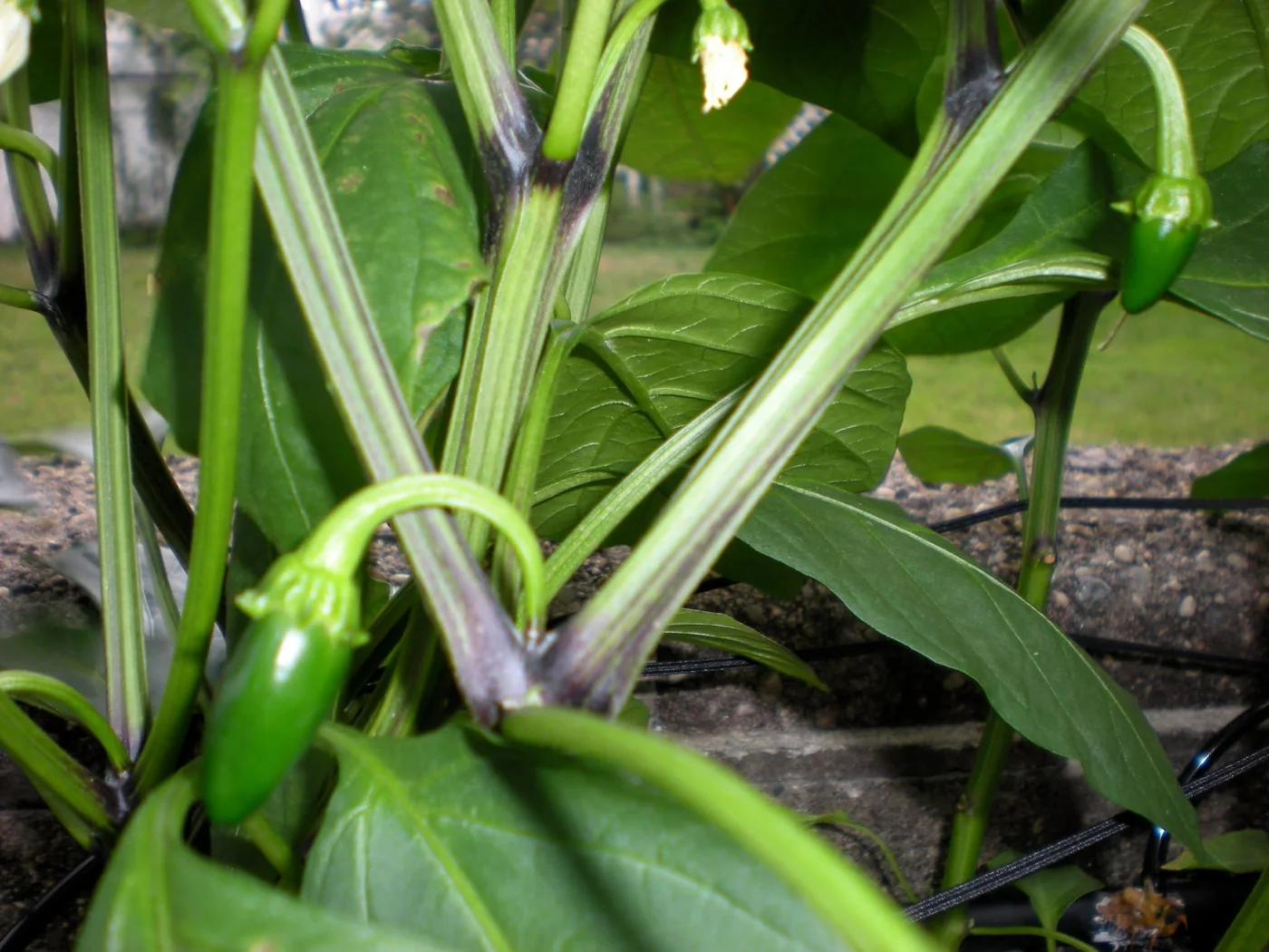 Five-week-old jalapeños beginning to produce peppers.