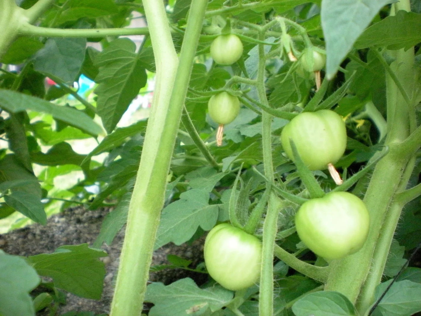 Five-week-old cherry tomatoes.