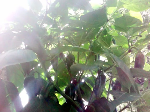 Seven-week-old jalapeño plants. Ten plants in the system were producing roughly 30 or more peppers each.