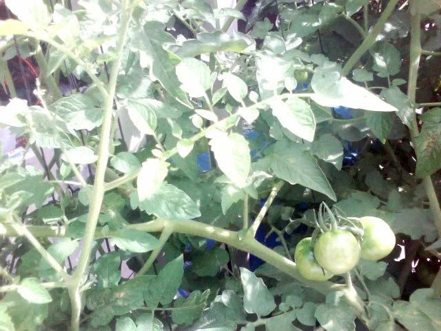 Small cherry tomatoes beginning to appear.