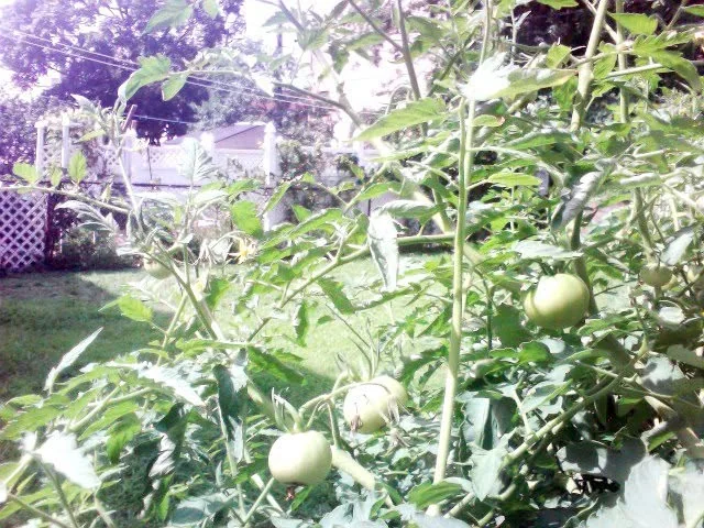 Seven-week-old tomatoes.