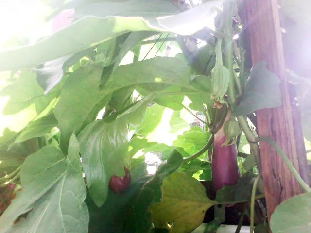Seven-week-old eggplant.