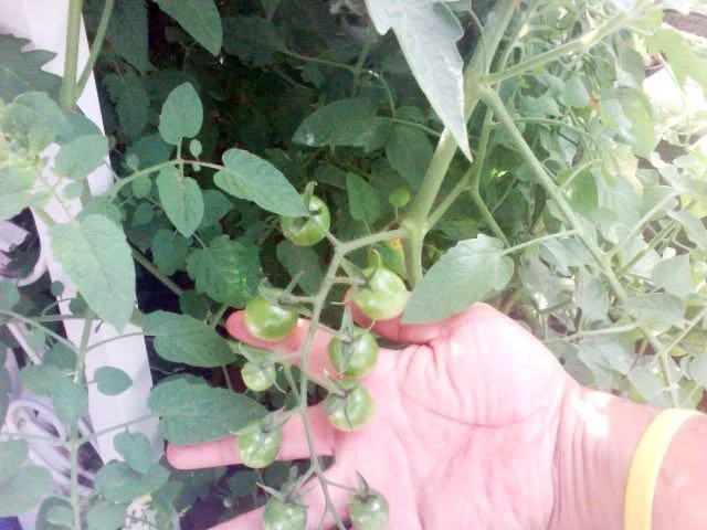 Seven-week-old cherry tomatoes, documented here as they continued to size up.