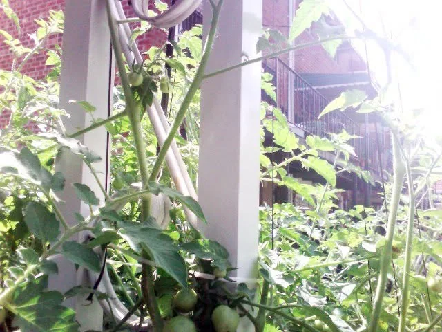 Seven-week-old tomatoes running up the pole.
