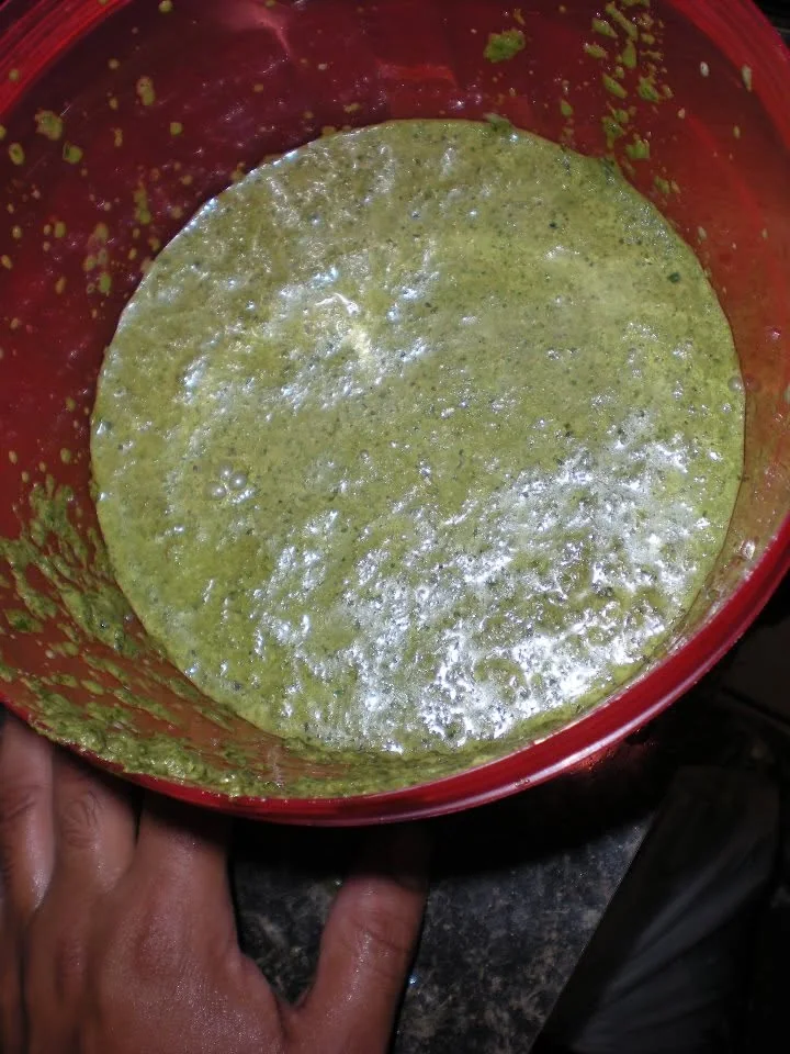 About eight cups of pesto from the basil harvest. Niiiiiiiice.