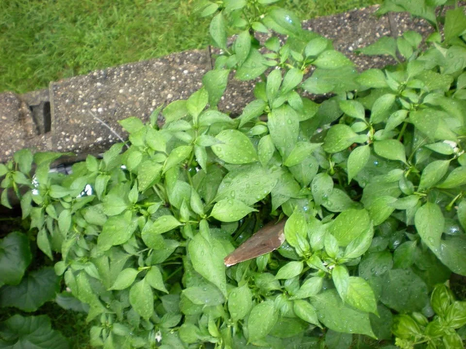 Jalapeños