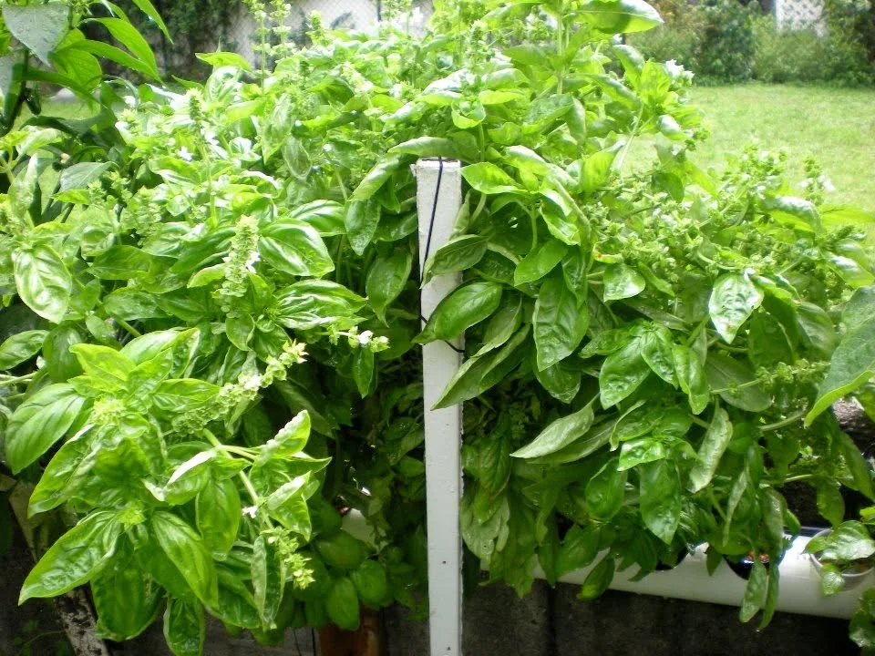 Now THAT is basil.