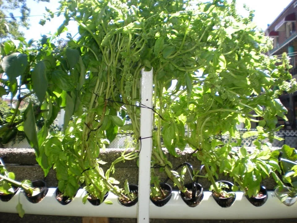 After basil harvest