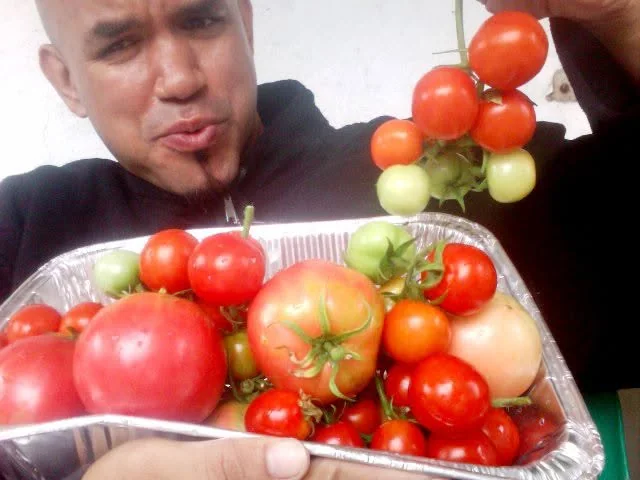 The first tomato batch. Worth a whistle.