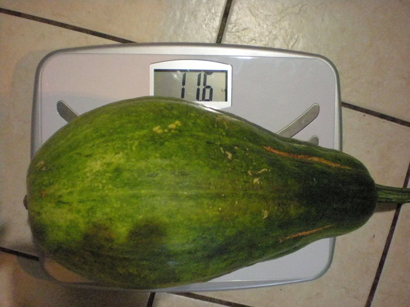 Yes, this grew in a backyard in the freakin' Bronx. 11.6 lbs and 15 inches long.